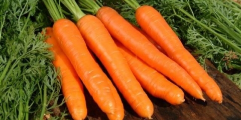 Kada saditi šargarepu na uralu